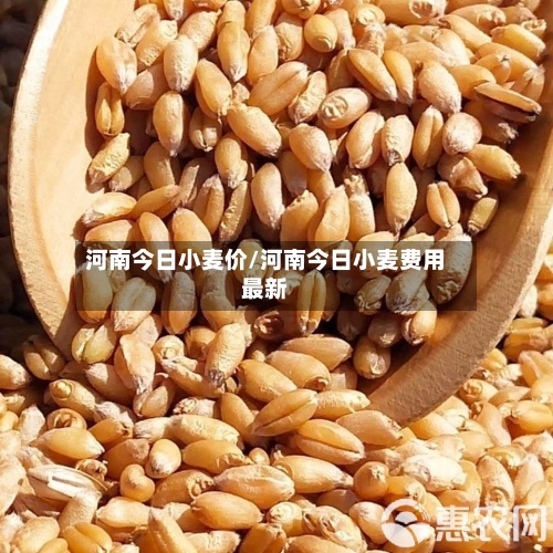 河南今日小麦价/河南今日小麦费用最新-第3张图片
