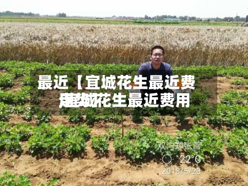 最近【宜城花生最近费用,宜城花生最近费用走势】-第3张图片