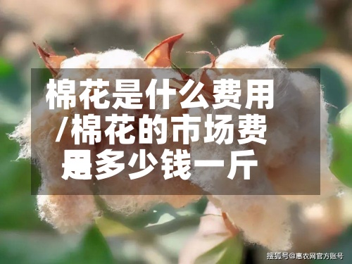 棉花是什么费用
/棉花的市场费用
是多少钱一斤-第2张图片