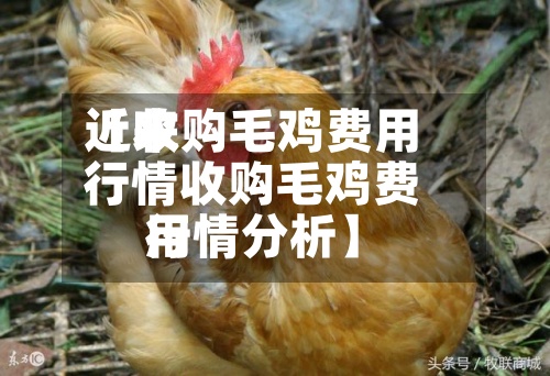 近来
【收购毛鸡费用
行情收购毛鸡费用
行情分析】-第2张图片