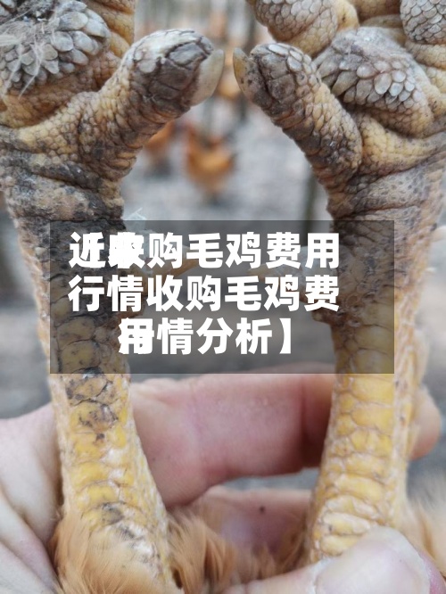 近来
【收购毛鸡费用
行情收购毛鸡费用
行情分析】