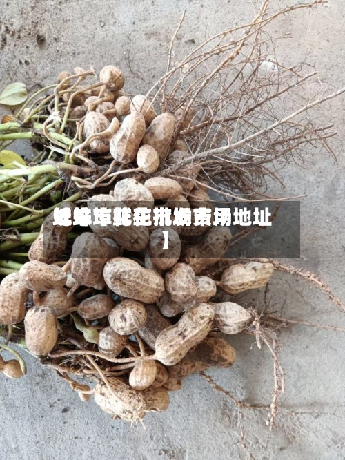 近来【蚌埠花生市场费用蚌埠市鲜花批发市场地址】