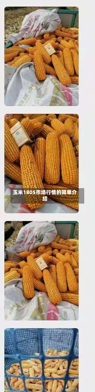 玉米1805市场行情的简单介绍-第2张图片