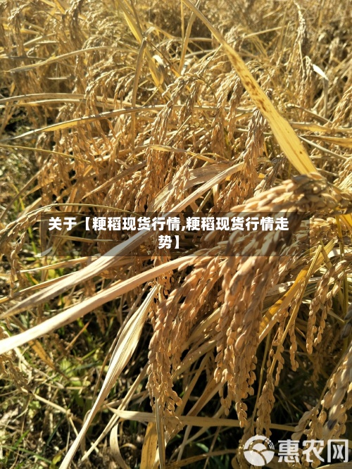 关于【粳稻现货行情,粳稻现货行情走势】-第2张图片
