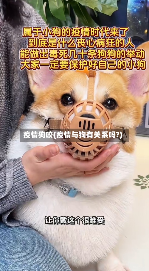 疫情狗咬(疫情与狗有关系吗?)-第2张图片