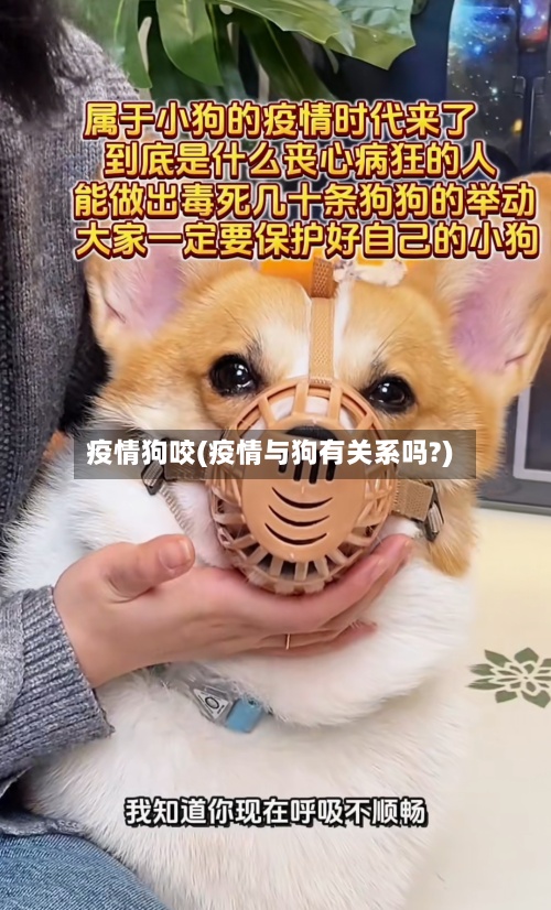 疫情狗咬(疫情与狗有关系吗?)-第3张图片