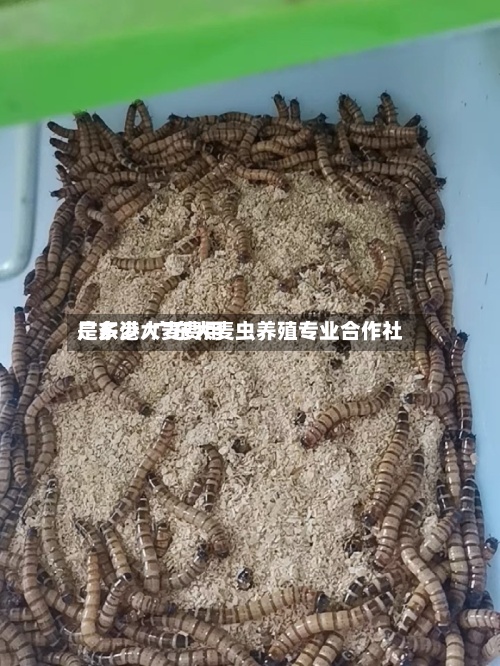 广东港大麦费用
是多少/广东大麦虫养殖专业合作社-第2张图片