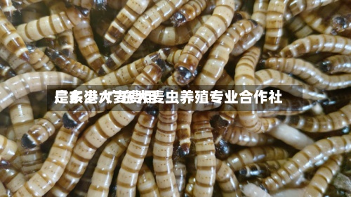 广东港大麦费用
是多少/广东大麦虫养殖专业合作社-第1张图片