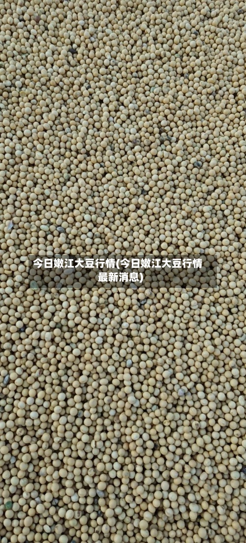 今日嫩江大豆行情(今日嫩江大豆行情最新消息)