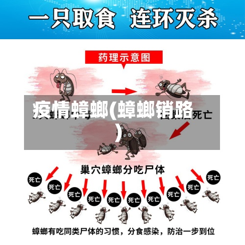 疫情蟑螂(蟑螂销路)