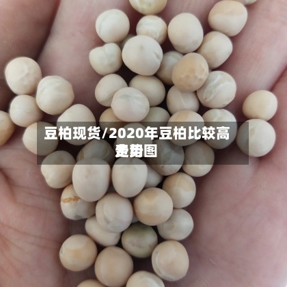 豆柏现货/2020年豆柏比较高
费用
走势图-第2张图片