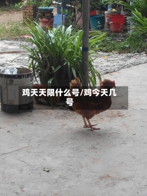 鸡天天限什么号/鸡今天几号-第3张图片