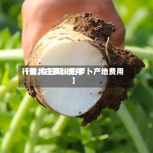 【湖北白萝卜费用行情,今日湖北白萝卜产地费用】-第3张图片