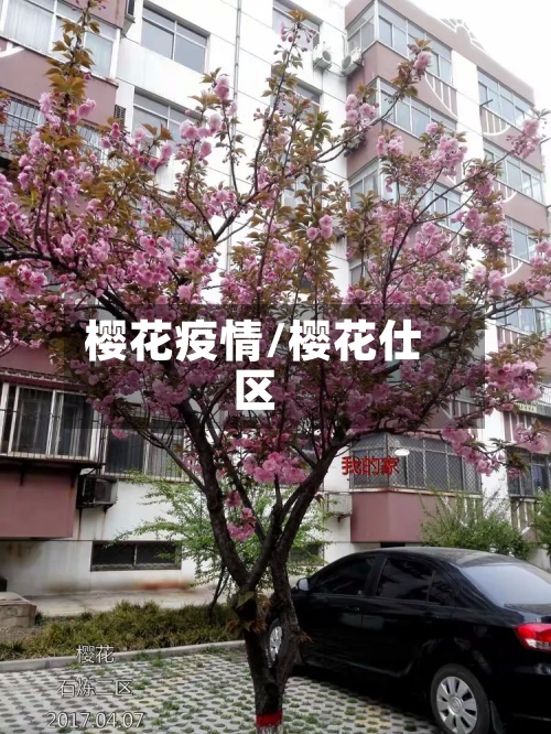 樱花疫情/樱花仕区-第2张图片