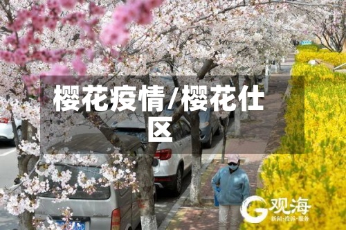 樱花疫情/樱花仕区