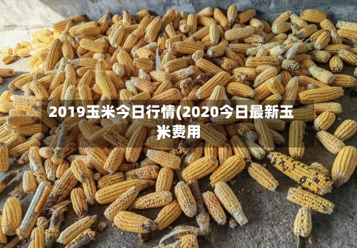 2019玉米今日行情(2020今日最新玉米费用
)