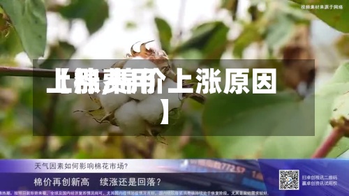 【棉费用
上涨,棉价上涨原因】-第2张图片