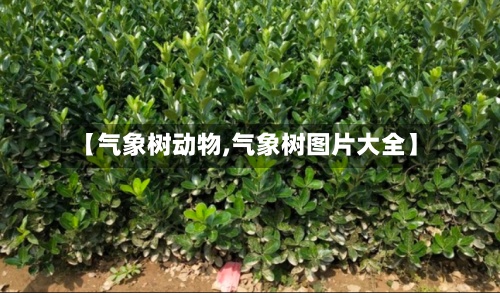 【气象树动物,气象树图片大全】-第3张图片