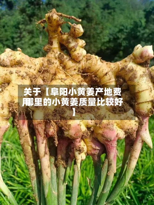 关于【阜阳小黄姜产地费用
,哪里的小黄姜质量比较好
】-第2张图片