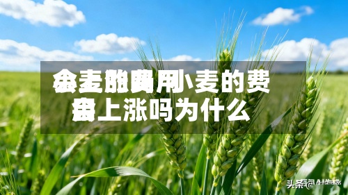 小麦的费用
会上涨吗/小麦的费用
会上涨吗为什么