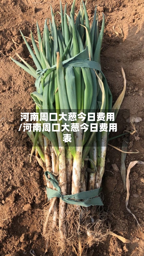 河南周口大葱今日费用
/河南周口大葱今日费用
表
