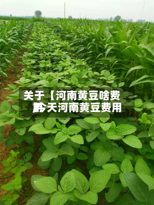 关于【河南黄豆啥费用
,今天河南黄豆费用
】-第3张图片