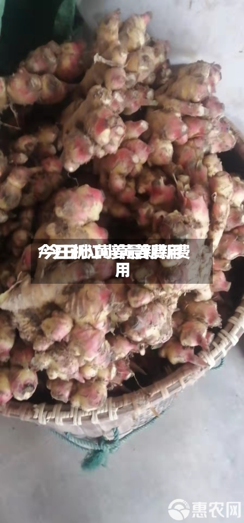 今日浙江小黄姜费用
/今日小黄姜最新新费用
-第2张图片