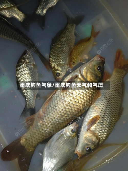 重庆钓鱼气象/重庆钓鱼天气和气压-第2张图片