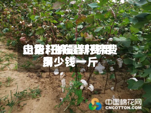 山东籽棉最新费用
走势/山东省籽棉费用
多少钱一斤