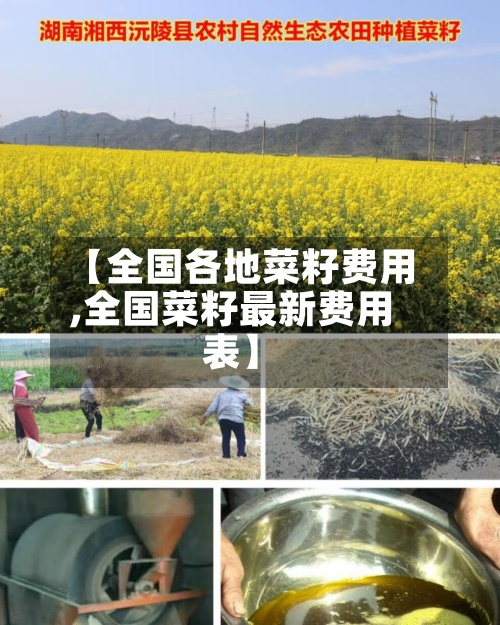 【全国各地菜籽费用
,全国菜籽最新费用
表】-第3张图片