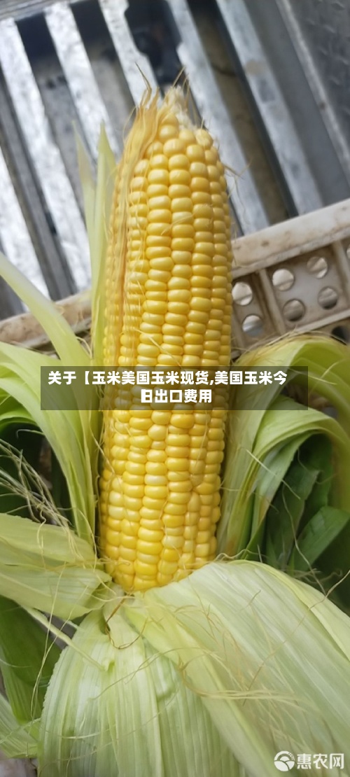 关于【玉米美国玉米现货,美国玉米今日出口费用】