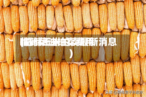 临储菜油拍卖费用(临储玉米拍卖最新消息)-第2张图片
