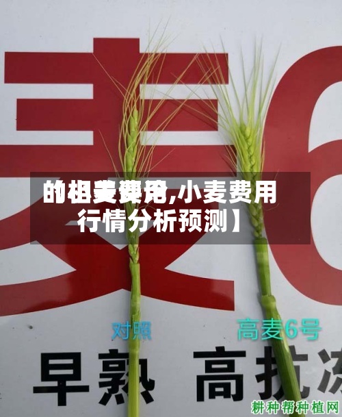 【小麦费用的相关评论,小麦费用行情分析预测】