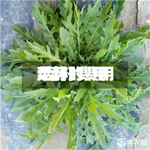 菜籽的费用/菜籽费用走势