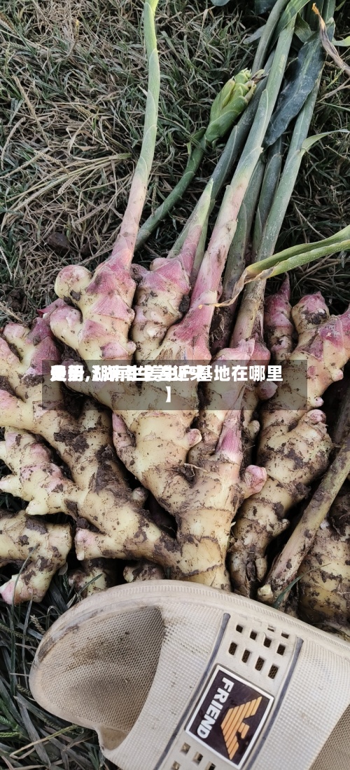 关于【湖南生姜近来
费用
走势,湖南生姜生产基地在哪里】
