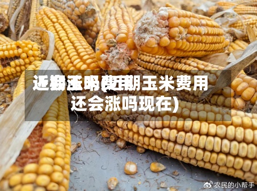 近期玉米费用
还会涨吗(近期玉米费用
还会涨吗现在)