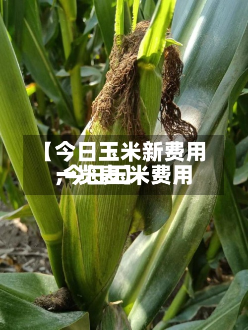 【今日玉米新费用
,今日玉米费用
一览表】-第2张图片