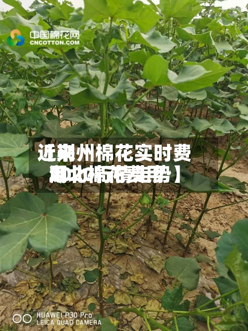 近来
【荆州棉花实时费用
湖北棉花费用
2020行情走势】-第2张图片