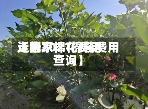 近来
【国家棉花费用
走势2021棉花费用
查询】