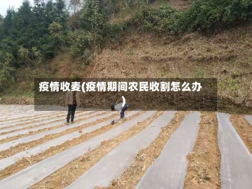 疫情收麦(疫情期间农民收割怎么办)