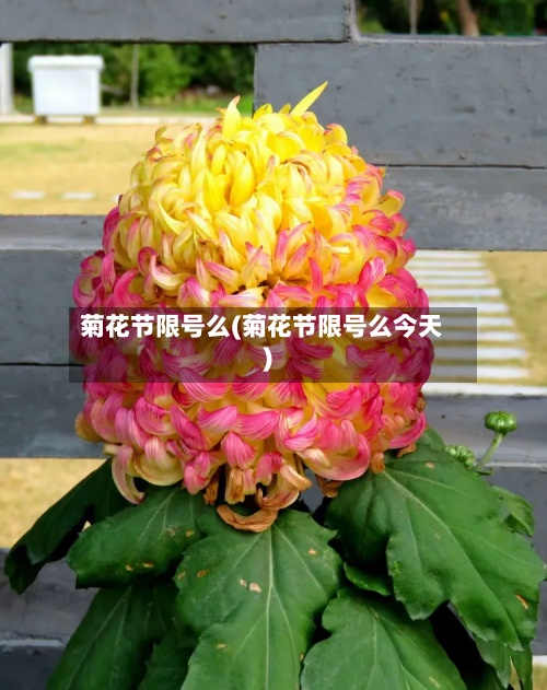 菊花节限号么(菊花节限号么今天)-第2张图片