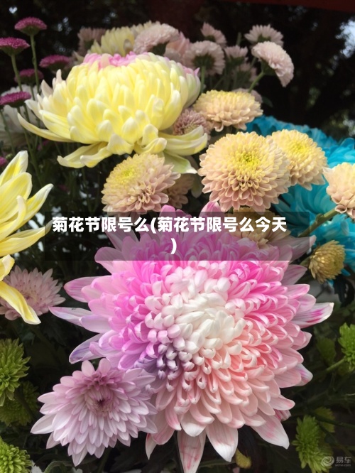 菊花节限号么(菊花节限号么今天)