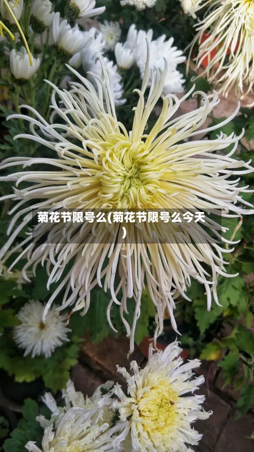 菊花节限号么(菊花节限号么今天)-第3张图片