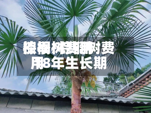 棕榈树费用
淡季/棕榈树费用
18年生长期