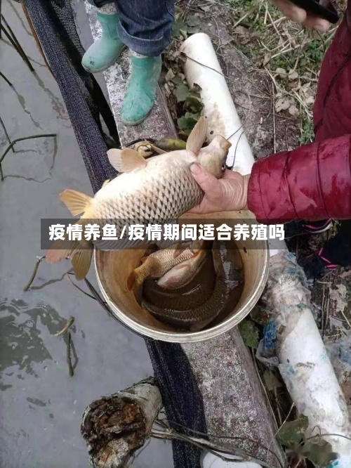 疫情养鱼/疫情期间适合养殖吗