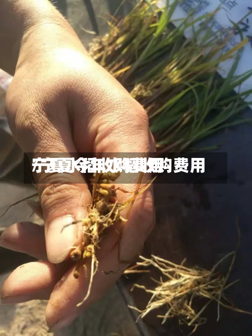 宁夏水稻收购费用
/宁夏今年水稻收购费用