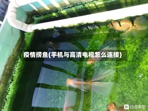 疫情捞鱼(手机与高清电视怎么连接)