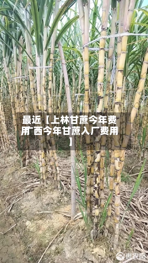 最近【上林甘蔗今年费用
,广西今年甘蔗入厂费用
】-第2张图片