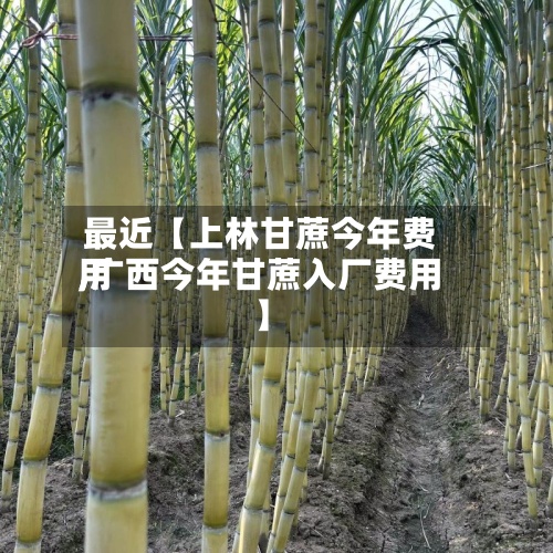 最近【上林甘蔗今年费用
,广西今年甘蔗入厂费用
】
