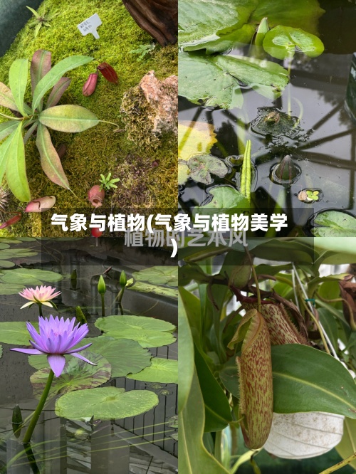 气象与植物(气象与植物美学)